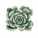 2 inch rosette succulents, small succulents for small space decor, easy to care indoor plants