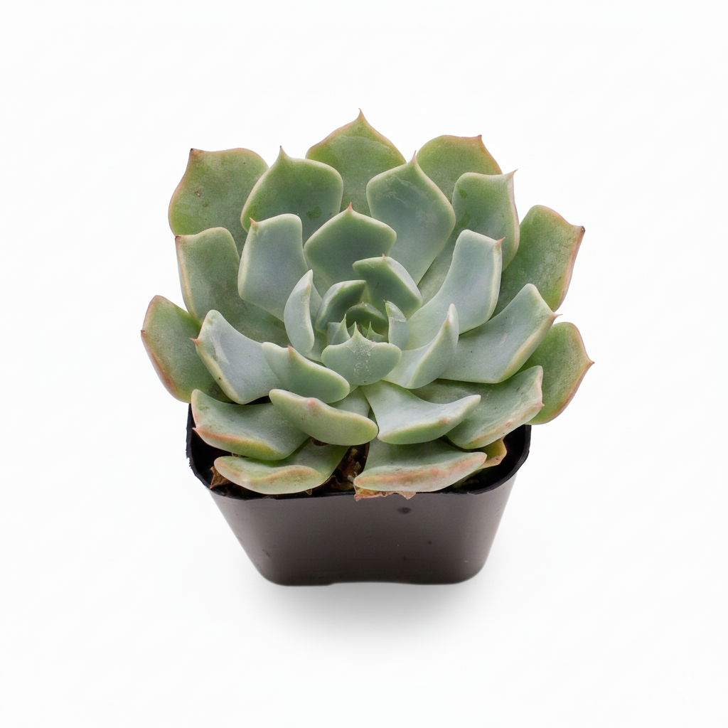 2 inch Echeveria ‘Allegra’ in black plastic pot, Echeveria ‘Allegra’ near me, small indoor succulents, Echeveria ‘Allegra’ for sale