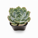 2 inch rosette succulents, small succulents for small space decor, easy to care indoor plants
