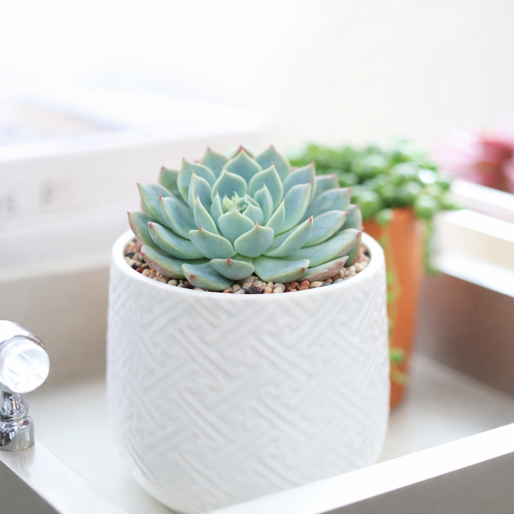 2 inch Echeveria ‘Allegra’, matte color succulents, 2 inch rosette succulents for sale, buy Echeveria ‘Allegra’ online