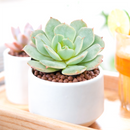 Growing succulents indoors, Small indoor plants, Decorative small plants for home, Cute desk plants