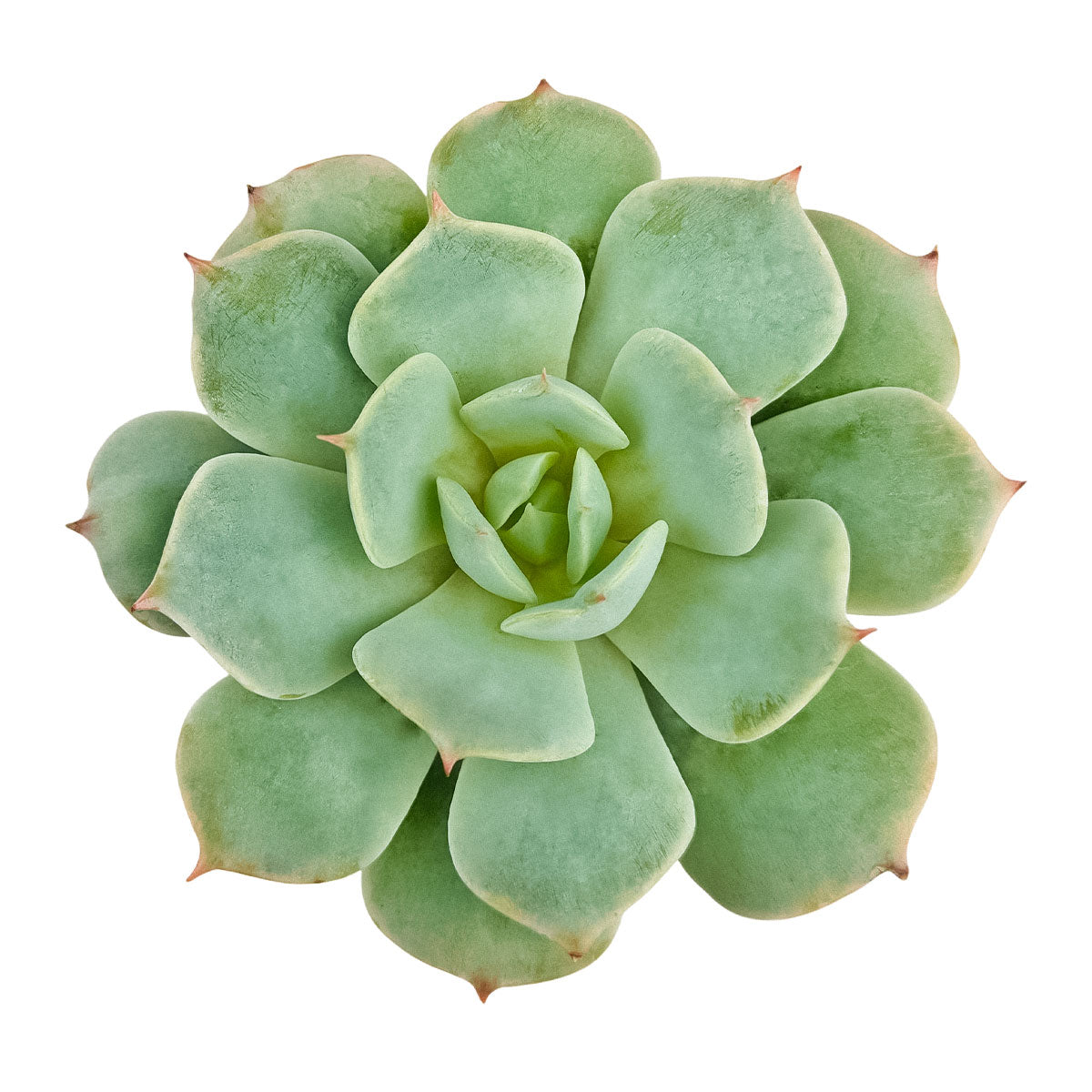 2 inch Echeveria Amnesty, rare succulents, indoor succulents, succulent care guide, buy succulents online, drought-tolerant plants