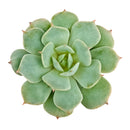 2 inch Echeveria Amnesty live succulent plant for sale, drought tolerant succulent houseplant, low maintenance succulent plant, decorative potted echeveria, powdery farina covered succulent leaves