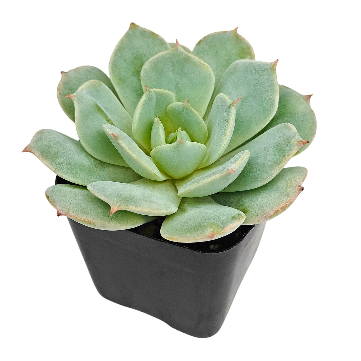 2 inch Echeveria Amnesty, rare succulents, indoor succulents, succulent care guide, buy succulents online, drought-tolerant plants