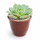 2 inch Echeveria Amnesty live succulent plant for sale, drought tolerant succulent houseplant, low maintenance succulent plant, decorative potted echeveria, powdery farina covered succulent leaves