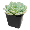 2 inch Echeveria Amnesty live succulent plant for sale, drought tolerant succulent houseplant, low maintenance succulent plant, decorative potted echeveria, powdery farina covered succulent leaves