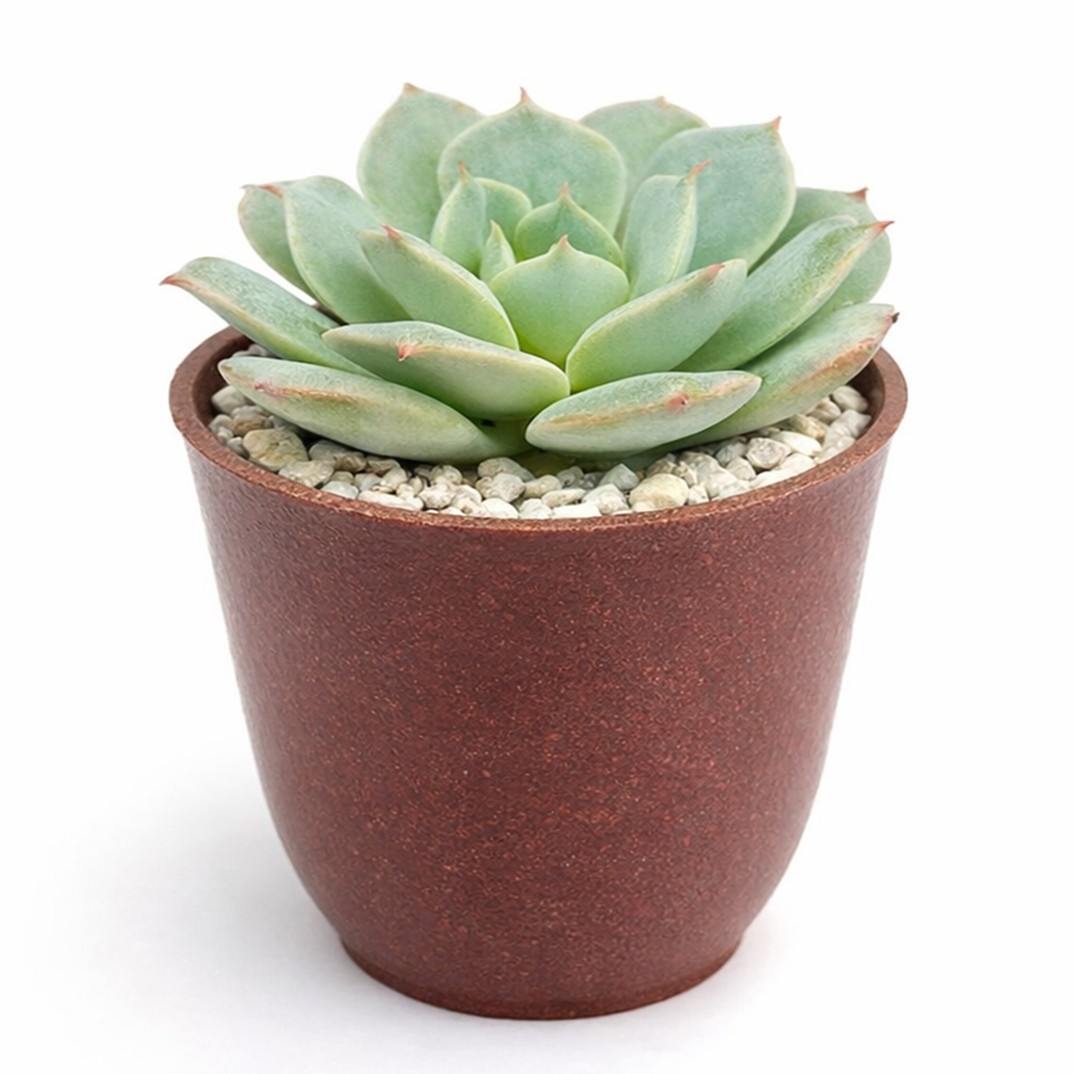 2 inch Echeveria Amnesty live succulent plant for sale, drought tolerant succulent houseplant, low maintenance succulent plant, decorative potted echeveria, powdery farina covered succulent leaves
