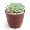 2 inch Echeveria Amnesty live succulent plant for sale, drought tolerant succulent houseplant, low maintenance succulent plant, decorative potted echeveria, powdery farina covered succulent leaves