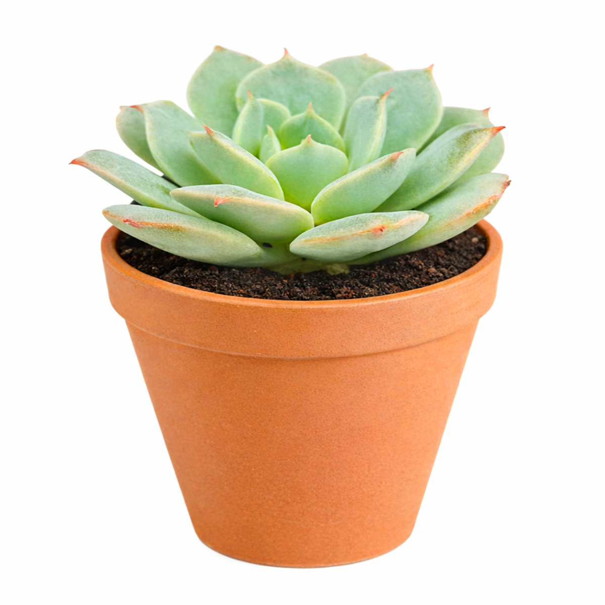 2 inch Echeveria Amnesty live succulent plant for sale, Growing succulents indoors, Small indoor plants, Decorative small plants for home, Cute desk plants