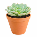 2 inch Echeveria Amnesty live succulent plant for sale, drought tolerant succulent houseplant, low maintenance succulent plant, decorative potted echeveria, powdery farina covered succulent leaves