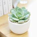 2 inch Echeveria Amnesty live succulent plant for sale, drought tolerant succulent houseplant, low maintenance succulent plant, decorative potted echeveria, powdery farina covered succulent leaves