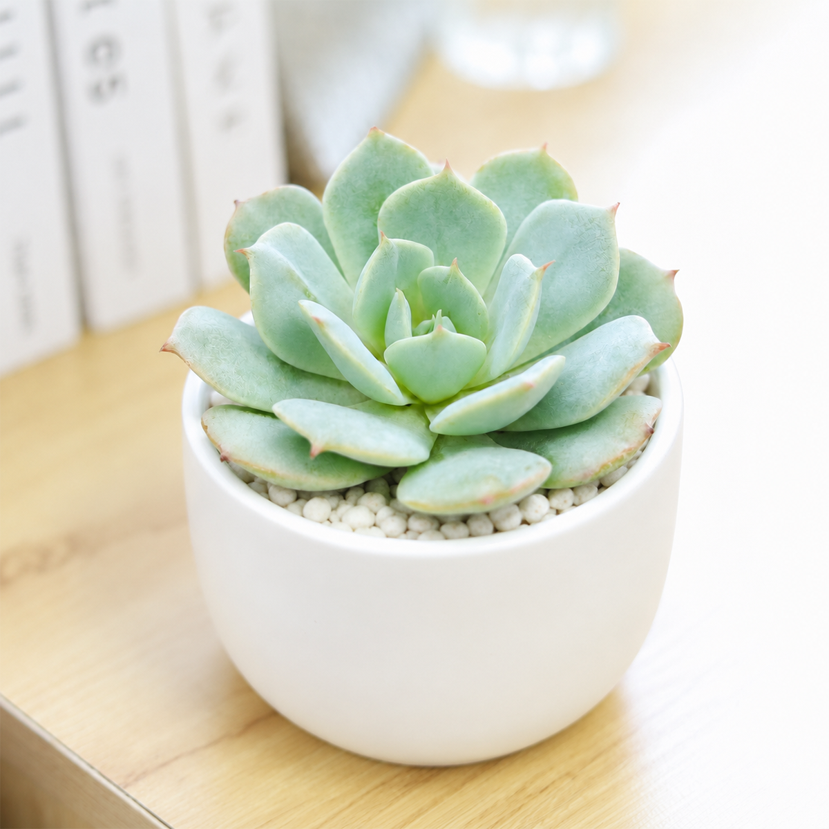 2 inch Echeveria Amnesty live succulent plant for sale, pastel echeveria succulent variety, blue green succulent with pink tones, ornamental rosette succulent plant, elegant symmetrical succulent rosette