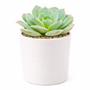 2 inch Echeveria Amnesty live succulent plant for sale, drought tolerant succulent houseplant, low maintenance succulent plant, decorative potted echeveria, powdery farina covered succulent leaves