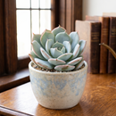 buy echeveria amnesty live air plant 2 inch online, muted dusty-rose rosette with plump waxy-textured leaves, miniature succulent requiring regular rotation for even symmetric growth, low-light tolerant though prefers bright conditions indoors, blooming triggered by temperature drops between day and night cycles, charming white modern pot desk accent plant, thoughtful succulent gift for plant enthusiasts