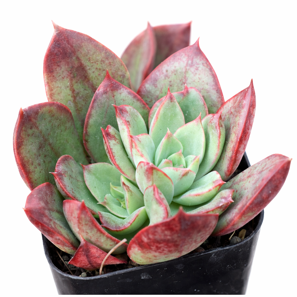 2 inch Echeveria 'Ana Lu', pink succulents, indoor succulents, succulent care guide, buy succulents online