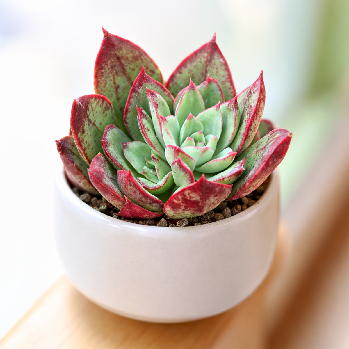 2 inch Echeveria 'Ana Lu', pink succulents, indoor succulents, succulent care guide, buy succulents online