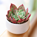2 inch Echeveria 'Ana Lu', pink succulents, indoor succulents, succulent care guide, buy succulents online