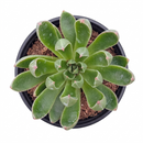 Echeveria ‘Arco’ 2 inch live plant for sale, Echeveria Arco rare succulent plant with symmetrical layered leaf formation, Echeveria Arco compact succulent for desk shelf indoor home decor styling