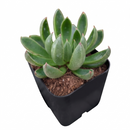 Echeveria ‘Arco’ 2 inch live plant for sale, Echeveria Arco rare succulent plant with symmetrical layered leaf formation, Echeveria Arco compact succulent for desk shelf indoor home decor styling