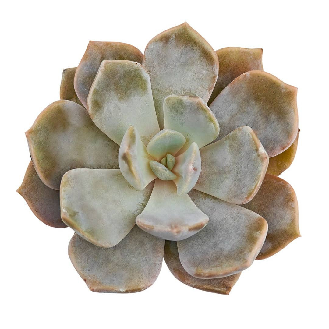 washing succulents Echeveria 'Asante Sana'