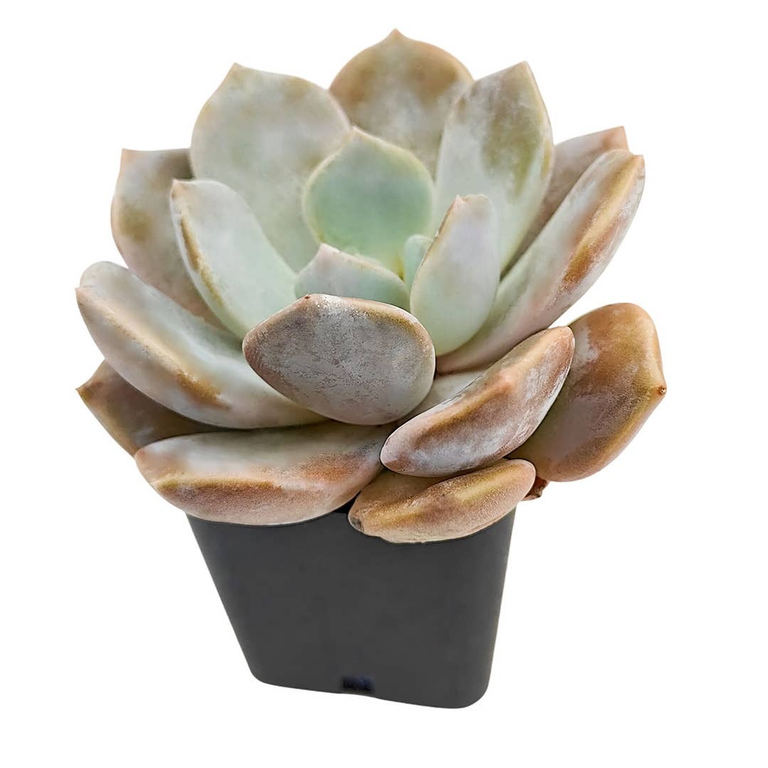 Buy Echeveria Asante Sana 4 inch Rosette Succulent Plant, Shop Fairy Wash Echeveria Online, Types of Echeveria to Grow, Live Succulent Gift Decor Ideas