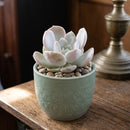 buy echeveria asante sana live succulent 2 inch online, luxurious nearly black rosette formation with plump thick leaves in mesmerizing dark hues, ultra-low maintenance succulent requiring infrequent watering and minimal care, develops stunning deep purple undertones under intense sunlight exposure, perfect living miniature sculpture for any indoor space, exceptional plant gift for those seeking unique dramatic dark succulents