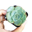 Echeveria Atlantis for sale, Succulents, indoor succulents, succulent care, succulent plant, succulents shop in California, monthly succulents, Echeveria Atlantis in California, How to grow Echeveria Atlantis, Echeveria for thanksgiving, How to care echeveria succulents, Easter echeveria gift, Echeveria gift for thanksgiving, Easter eggs echeveria, indoor succulents, echeveria, echeveria succulent, echeveria types, succulent echeveria, buy succulents online, succulent shop, succulent store, echeveria plant