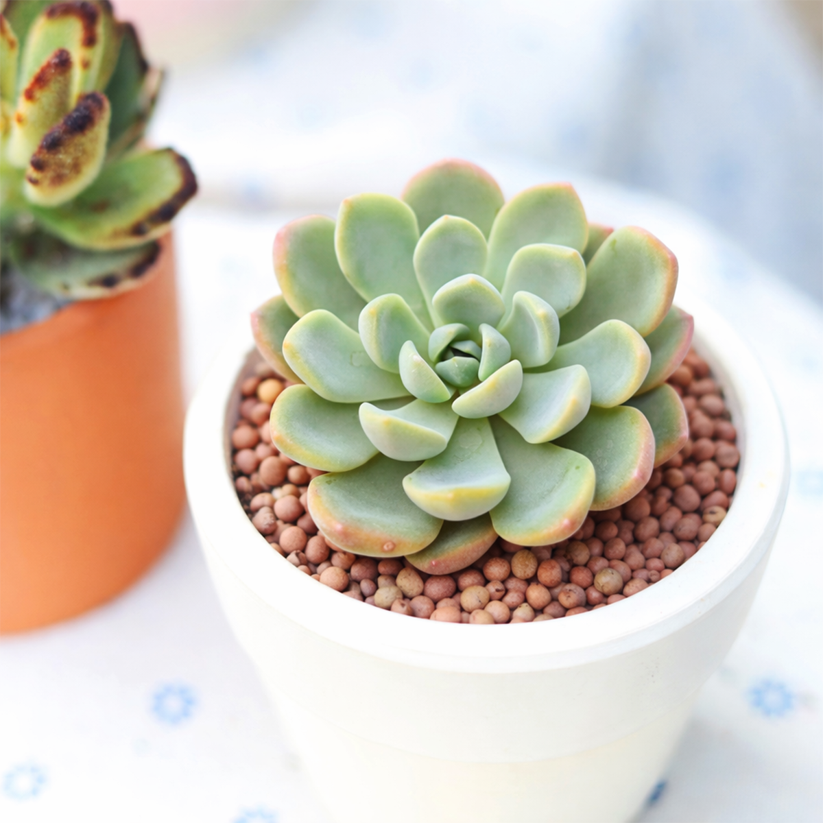 2 inch Echeveria Aurora, rosette succulents, indoor succulents for sale, drought-tolerant plants