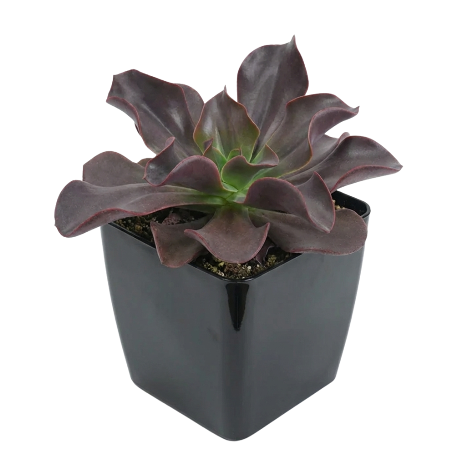 flame plant succulent Echeveria 'Autumn Flame' Live Plant | Fiery Red Variegated Succulent