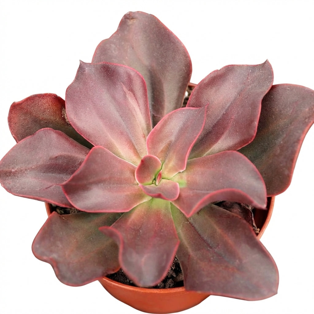 autumn succulent plant Echeveria Autumn Flame