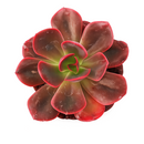 buy 2 inch / 4 inch Echeveria 'Autumn Flame' live plant online, collectible rare echeveria variety, colorful succulent for xeriscape landscaping, decorative succulent arrangement centerpiece