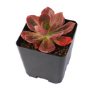buy 2 inch / 4 inch Echeveria 'Autumn Flame' live plant online, collectible rare echeveria variety, colorful succulent for xeriscape landscaping, decorative succulent arrangement centerpiece