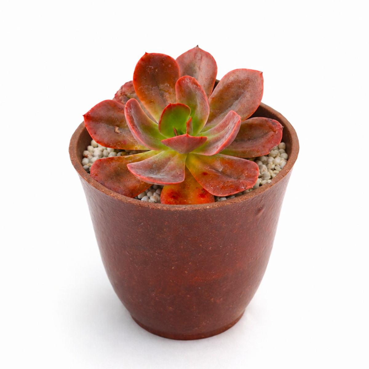 buy 2 inch / 4 inch Echeveria 'Autumn Flame' live plant online, hardy drought resistant succulent, unique succulent for collectors, decorative succulent centerpiece arrangement, succulent gift for plant lovers, indoor outdoor ornamental succulent, exotic echeveria collection plant,