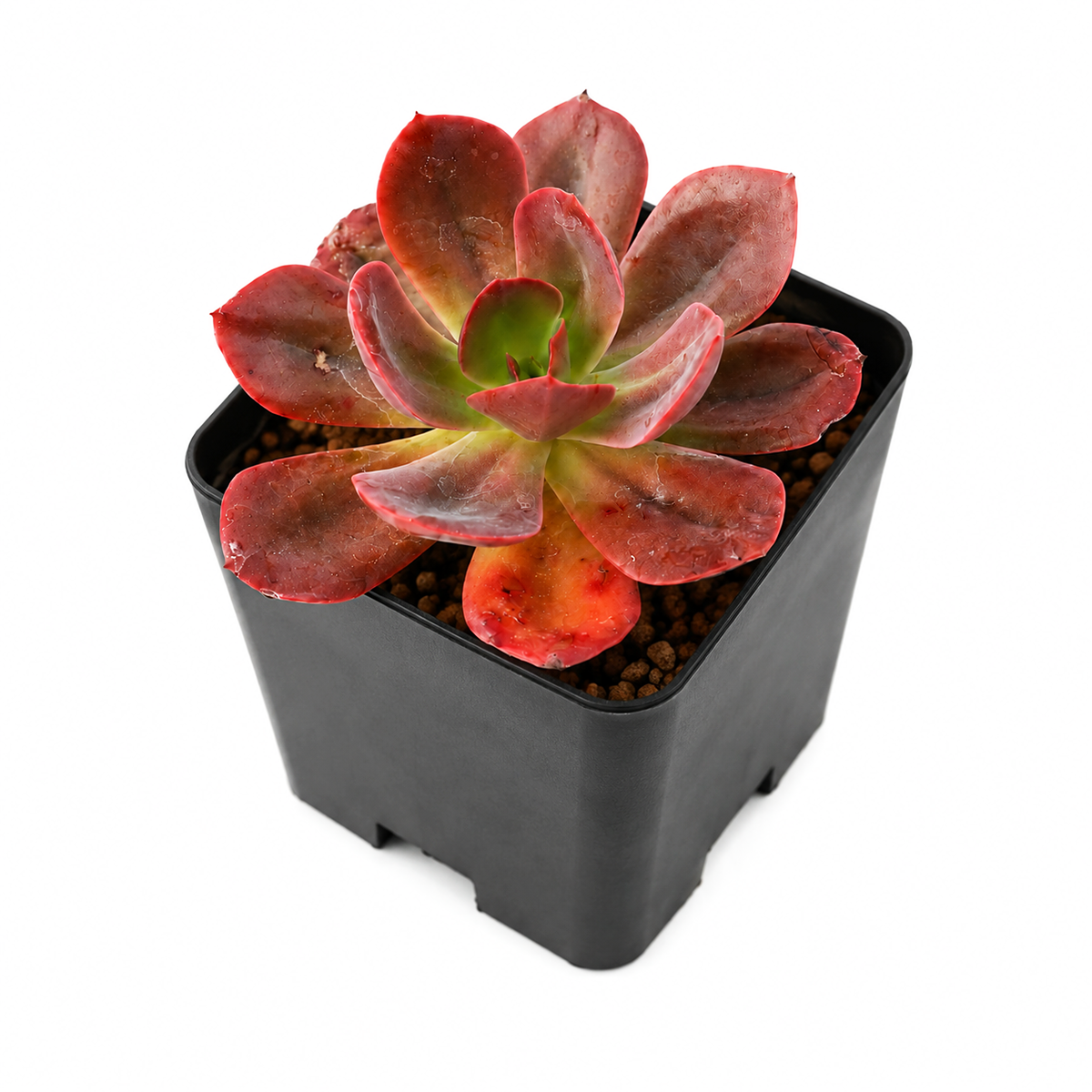 2 inch / 4 inch Echeveria 'Autumn Flame' live plant for sale, nursery grown succulent plant, thick leaf echeveria succulent, succulent for container gardens and patio planters, sun loving echeveria plant