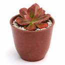 buy 2 inch / 4 inch Echeveria 'Autumn Flame' live plant online, collectible rare echeveria variety, colorful succulent for xeriscape landscaping, decorative succulent arrangement centerpiece