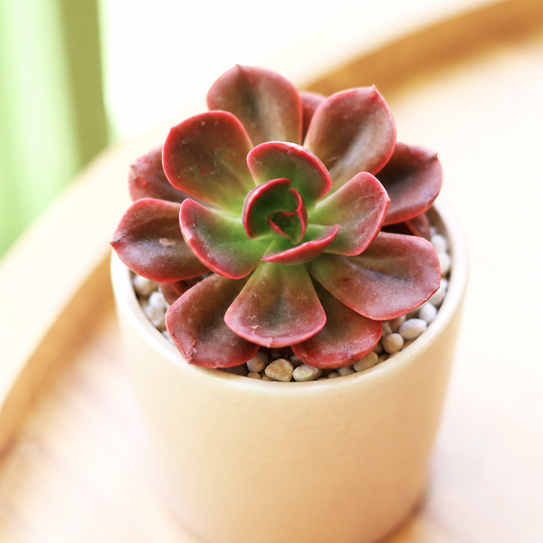 flame plant succulent Echeveria 'Autumn Flame' Live Plant