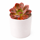 buy 2 inch / 4 inch Echeveria 'Autumn Flame' live plant online, collectible rare echeveria variety, colorful succulent for xeriscape landscaping, decorative succulent arrangement centerpiece