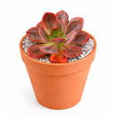 buy 2 inch / 4 inch Echeveria 'Autumn Flame' live plant online, collectible rare echeveria variety, colorful succulent for xeriscape landscaping, decorative succulent arrangement centerpiece