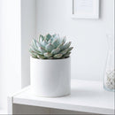 2 inch Echeveria Barca, green succulents, indoor succulents, succulent care guide, buy succulents online