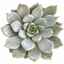 2 inch Echeveria Barca, green succulents, indoor succulents, succulent care guide, buy succulents online