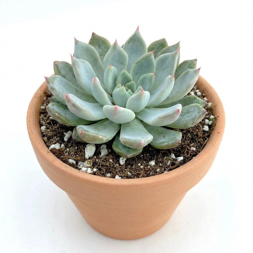 2 inch Echeveria Barca, green succulents, indoor succulents, succulent care guide, buy succulents online
