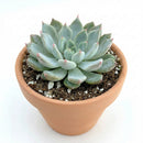 2 inch Echeveria Barca, green succulents, indoor succulents, succulent care guide, buy succulents online