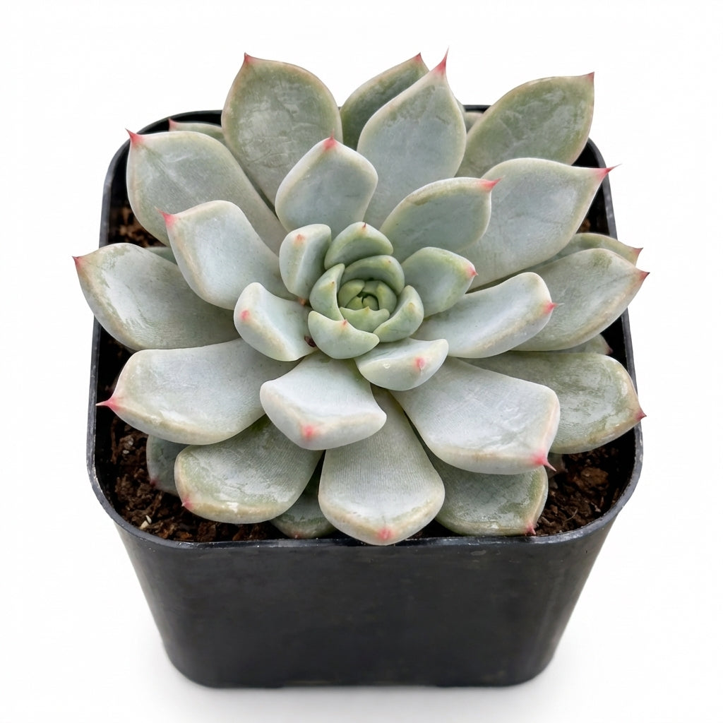 2 inch Echeveria Barca, green succulents, indoor succulents, succulent care guide, buy succulents online