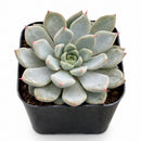 2 inch Echeveria Barca, green succulents, indoor succulents, succulent care guide, buy succulents online