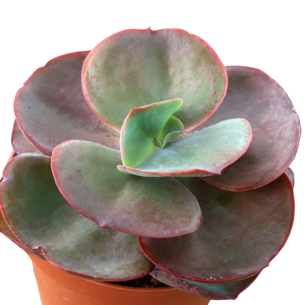 Close-up of an Echeveria 'Big Red' in a plastic pot, green succulents, indoor outdoor succulents, succulent care guide, buy succulents online