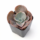Echeveria 'Big Red' on a white background, green succulents, indoor outdoor succulents, succulent care guide, buy succulents online