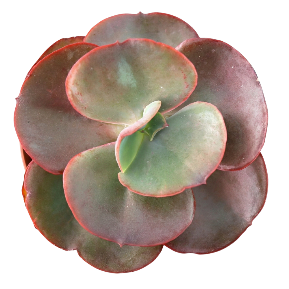 Close-up of an Echeveria 'Big Red', green succulents, indoor outdoor succulents, succulent care guide, buy succulents online