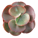 Echeveria 'Big Red' on a white background, green succulents, indoor outdoor succulents, succulent care guide, buy succulents online
