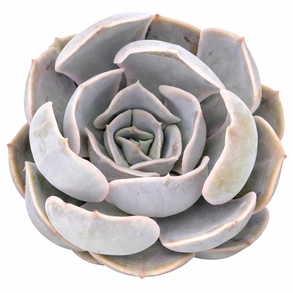 2 inch Echeveria Big Lilac, green succulents, indoor succulents, succulent care guide, buy succulents online