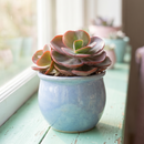 4 inch echeveria 'big red' live succulent for sale, bold deep-red waxy leaves with subtle metallic sheen, mature rosette form reaching fuller dimensions in optimal light conditions, adapts to low-light areas but displays best red coloration in bright indirect settings, vulnerable to stress from temperature-controlled room air so needs stable placement, versatile indoor plant for contemporary home decor, striking succulent gift for collectors